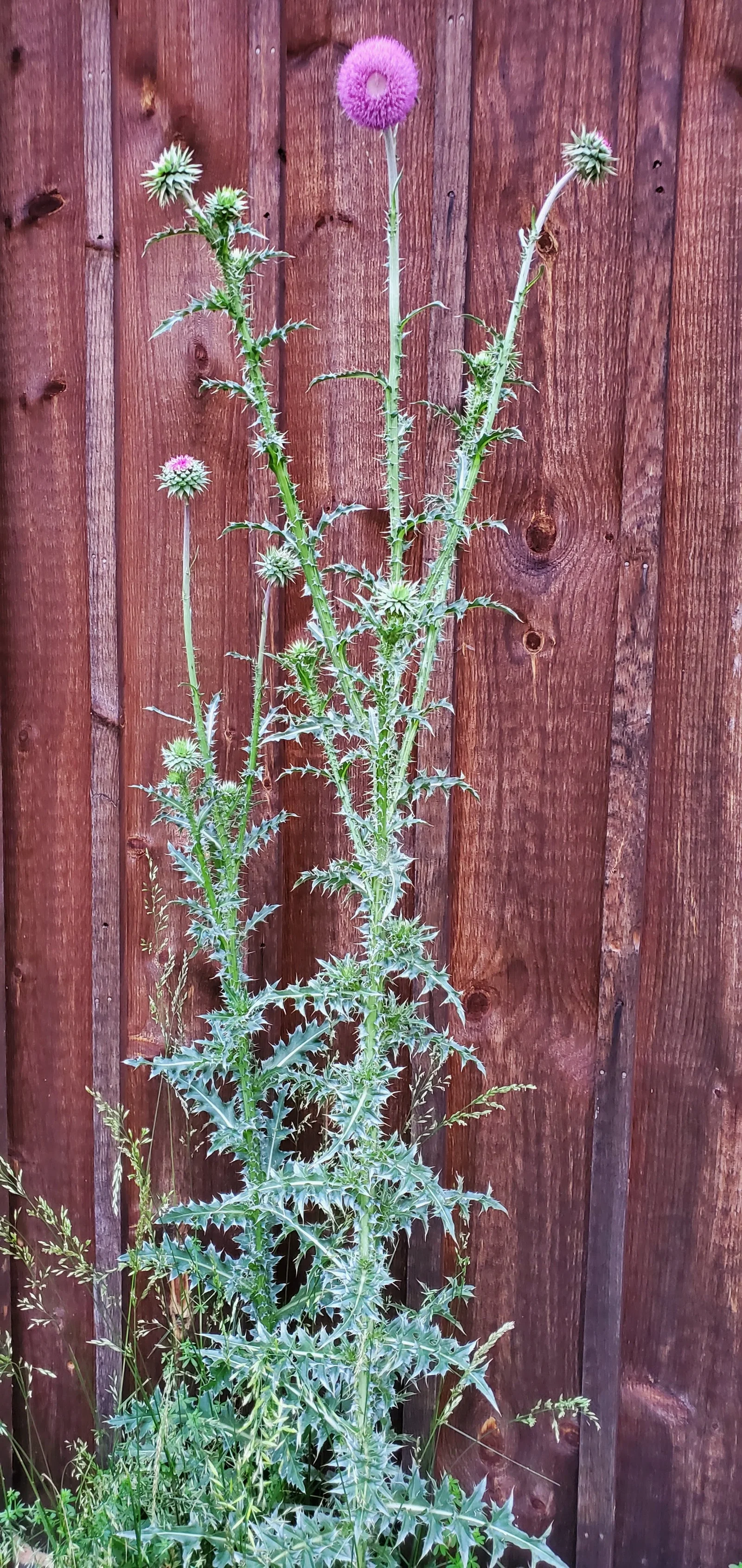 Thistle growing against the barn wall at Thorny Knolls